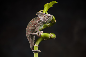 Kameleon © lucek616
