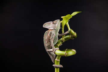 Kameleon © lucek616