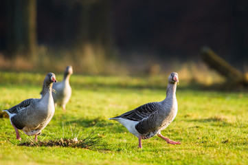 Gänsemarsch auf der Wiese. Drei Gänse auf einer Wiese im Nationalpark De Hoge Veluwe