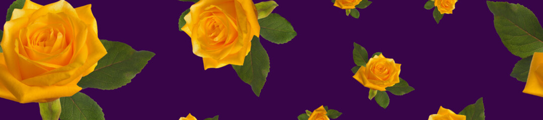 banner pattern of yellow roses