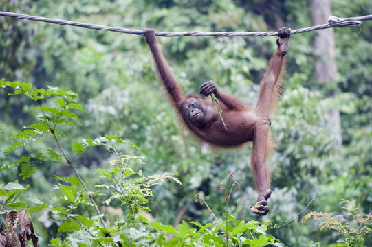 Sepilok Orang Utan Rehabilitation Centre, Borneo, Malaysia