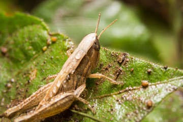Grasshopper on nature leaves as background