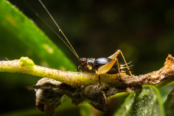 Cricket on nature leaves as background