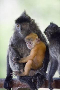 Silver Leaf Langur monkey, Labuk Bay Proboscis Monkey Sanctuary, Sabah, Borneo, Malaysia