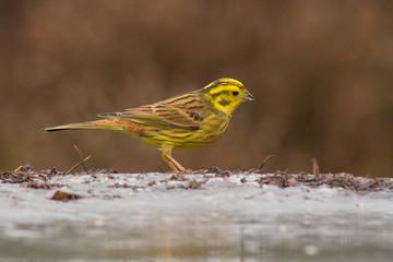 Yellowhammer