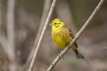 Fototapeta premium Yellowhammer