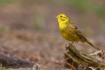 Yellowhammer