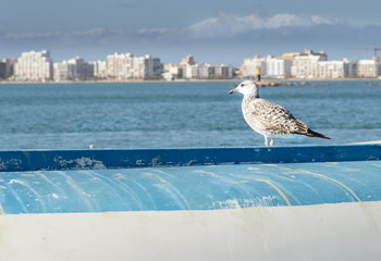 Gaviota con fondo marino y  de edificios de Roses, Costa Brava
