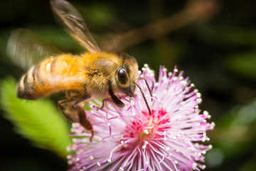 Bee on Pink Flower, Close Up Macro
