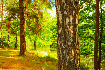  forest on the shore of lake