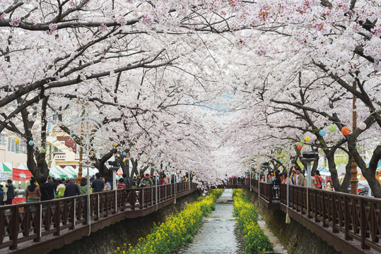 Spring cherry blossom festival, Jinhei, South Korea