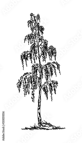 "birch tree" Stock image and royalty-free vector files on Fotolia.com
