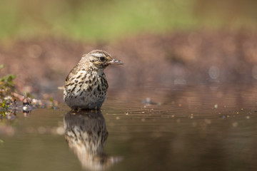 Tree Pipit