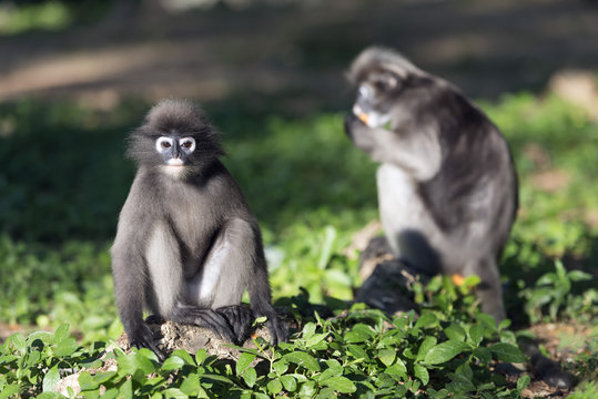 Dusky langur monkey (Trachypithecus obscurus), Prachuap Kiri Khan