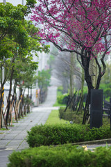 garden sidewalk under the Pink sakura