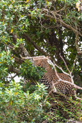 Fototapeta na wymiar Leopard waiting prey. Ambush. On branch. Masai Mara, Kenya