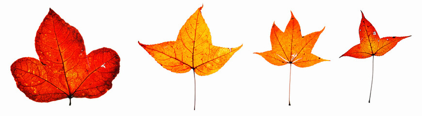 Autumn leaves isolated in white background