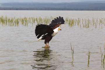 Eagle fisherman. Eagle from Lake Baringo. Kenya, Africa