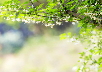 Image of Spring concept of  fringe-tree with copyspace.