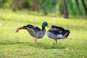 Twin duck standing on