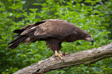 Female bald eagle (Haliaeetus leucocephalus).