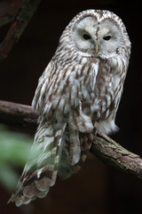 East European Ural owl (Strix uralensis uralensis)