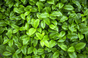 Fototapety  liście herbaty jako tło