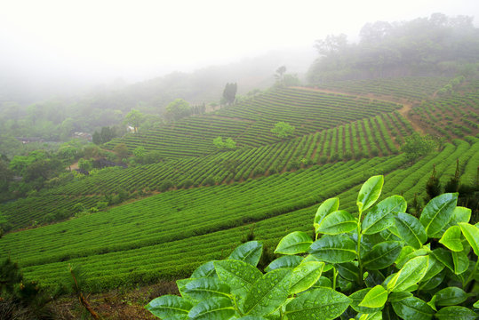 The Tea plantation field