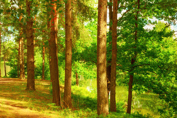 Fototapeta na wymiar forest on the shore of lake