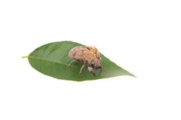 Cicada shell on a white background