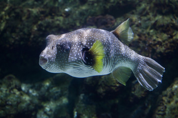 White-spotted puffer (Arothron hispidus).