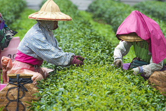 Tea harvest, people were picking tea leaves at a tea plantation.
