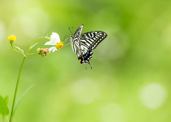 Closeup butterfly on flower 