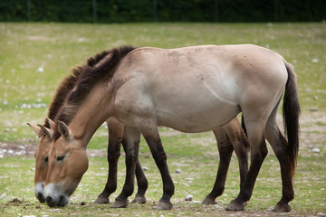 Naklejka na ściany i meble Przewalski's horse (Equus ferus przewalskii)