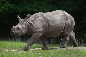 Naklejka premium Indian rhinoceros (Rhinoceros unicornis).