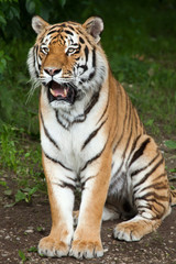 Obraz premium Tygrys syberyjski (Panthera tigris altaica)