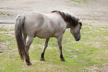 Obraz na płótnie Canvas Heck horse (Equus ferus caballus)