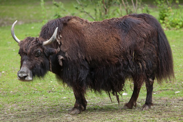 Domestic yak (Bos grunniens).