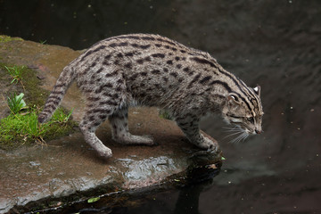 Fishing cat (Prionailurus viverrinus).