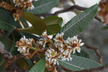loquat blossom