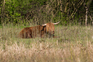 Naklejka na ściany i meble Scottish highland beef sitting in grassland