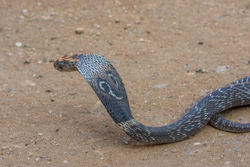 The Snake