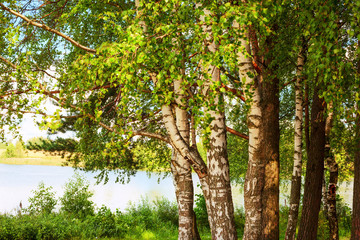  forest on the shore of lake