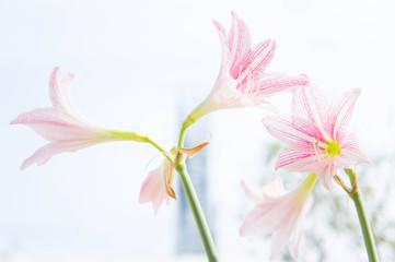 Flower Hippeastrum Looks like a lily white with pink stripes. Pl