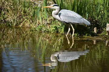 Fischreiher beim Fischfang