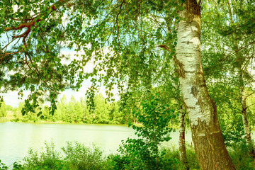  forest on the shore of lake