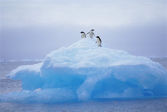 Adelie penguins on iceberg, Paulet Island, Antarctica