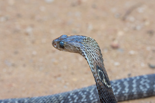 Dangerous Snake