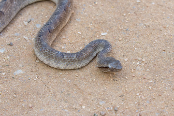 The Snake