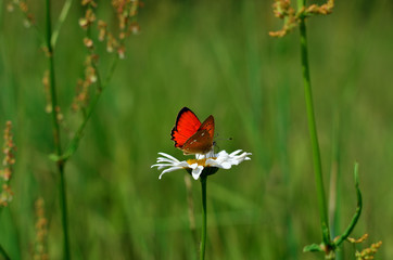 Butterfly sitting on chamomile, summer background. Large copper (Lycaena dispar) beautiful orange butterfly on chamomile
